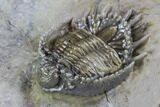 Large, Basseiarges Trilobite - Jorf, Morocco #108685-5